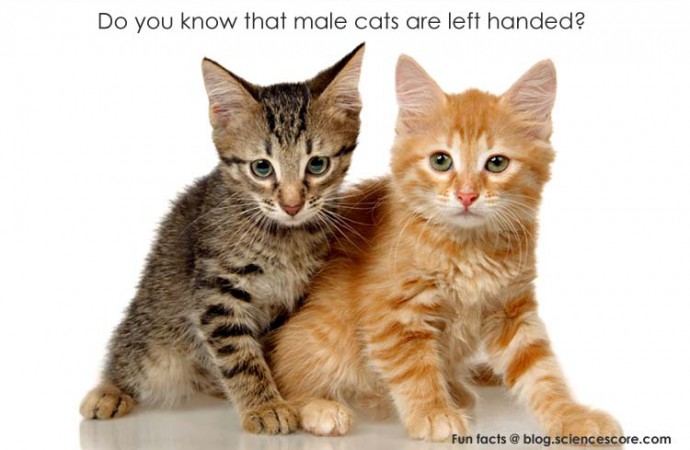 Did you know that male cats are left handed?