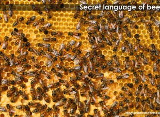 The Secret Language Of Bees