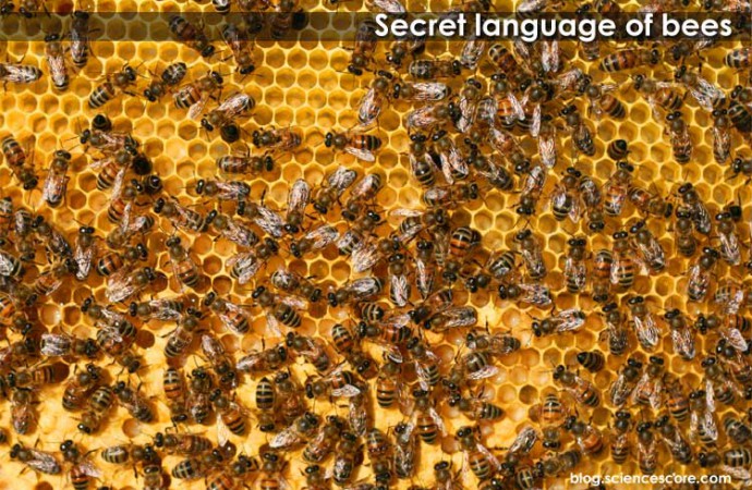 The Secret Language Of Bees