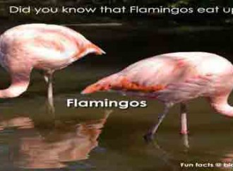 Did you know that flamingos eat upside down?