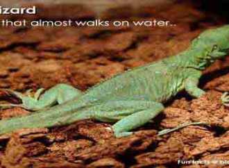 Which reptile walks on water?