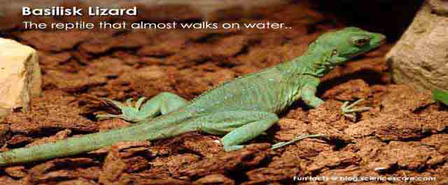 Which reptile walks on water?