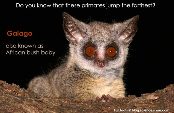 Which primate jumps the farthest?