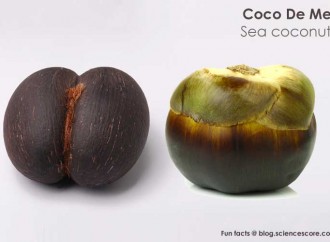 Why is the world’s biggest seed a naughty nut?