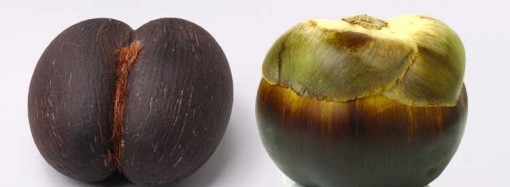 Which animal uses a refrigerator?