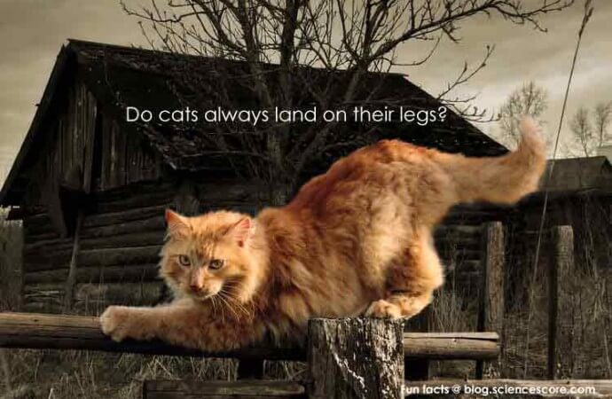Why do cats land on their feet?