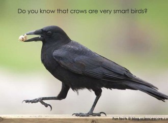 What is the smartest kind of bird?