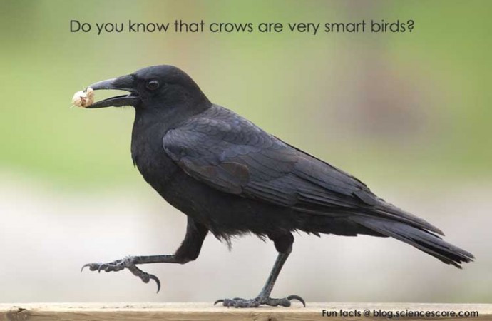 What is the smartest kind of bird?