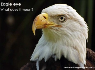 What does “eagle-eyed” really mean?