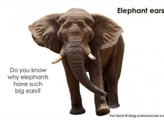 Why do Elephants Have Such Big Ears?