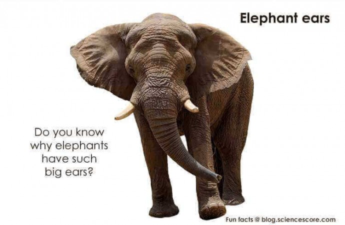 Why do Elephants Have Such Big Ears?