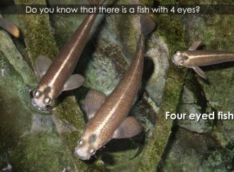 Did you know that there’s a fish with four eyes?