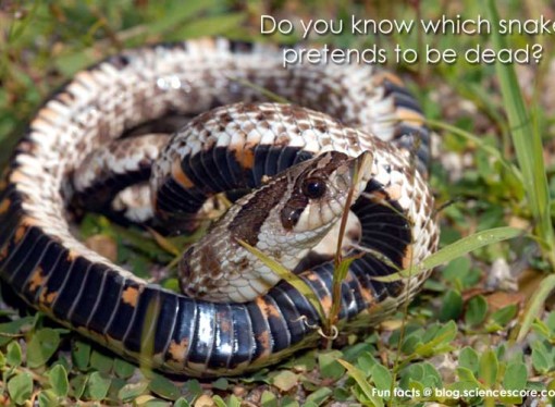 Do you know which snake plays dead?