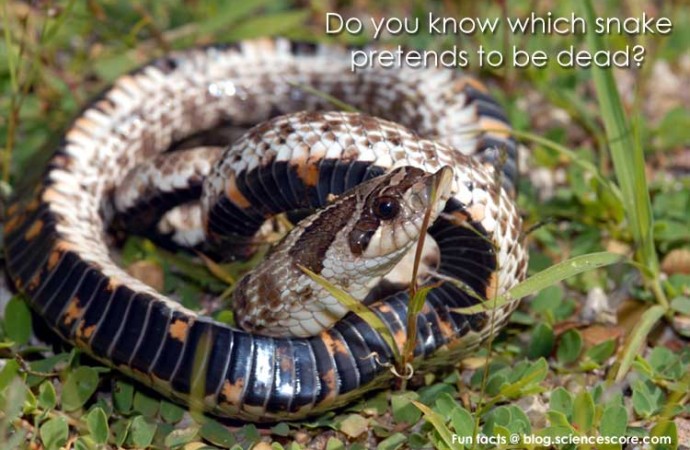 Do you know which snake plays dead?