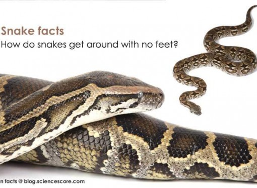 How do snakes get around with no feet?