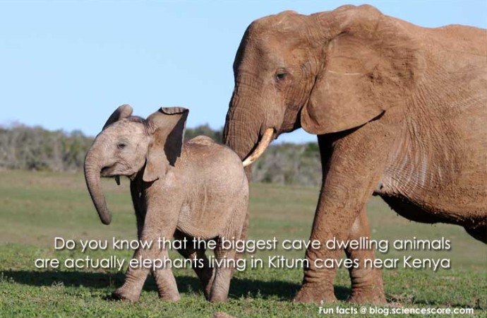 What are the biggest cave-dwelling animals?