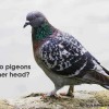 Why do pigeons bob their heads?