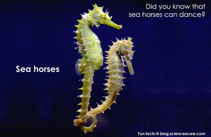 Did you know that seahorses can dance?