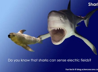 Did you know that some animals hunt using electricity?