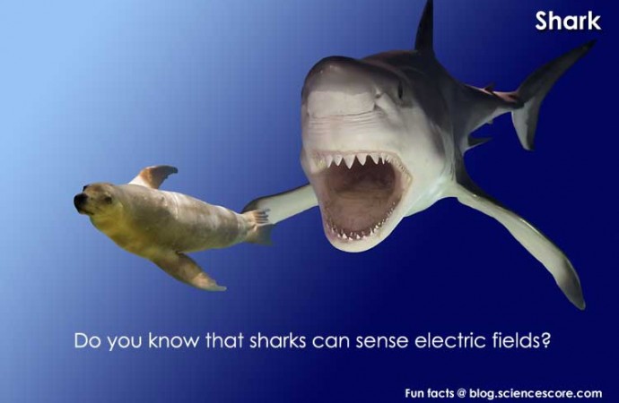 Did you know that some animals hunt using electricity?