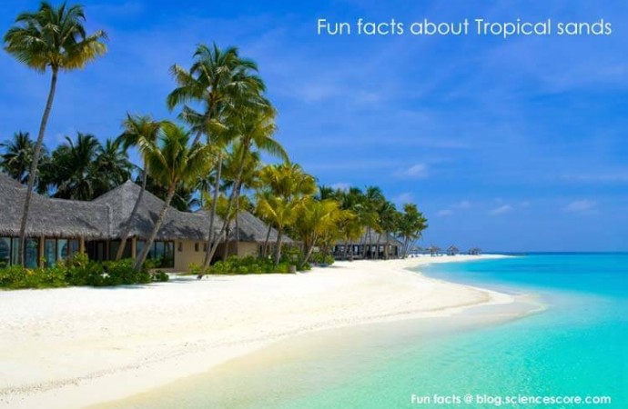 Did you know that tropical sand is made from fish poop?