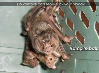 Do vampire bats really suck your blood?