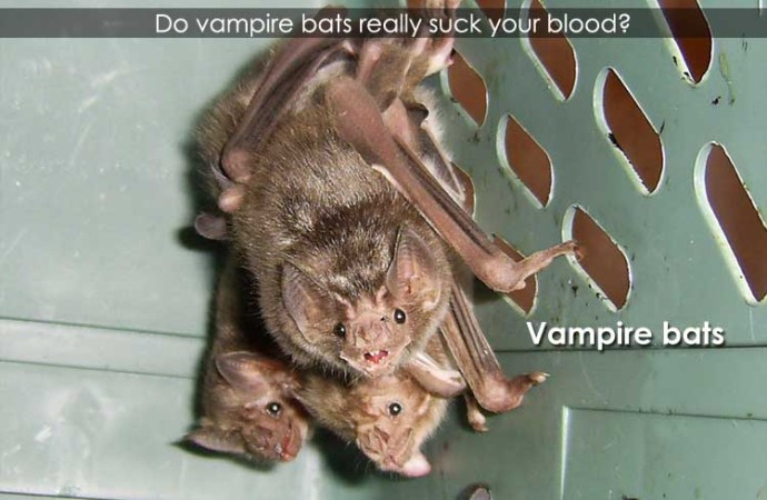 Do vampire bats really suck your blood?