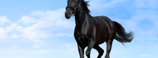 Which animal uses a refrigerator?