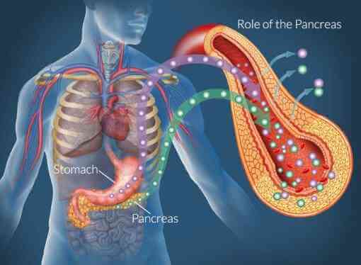 What does the pancreas do?