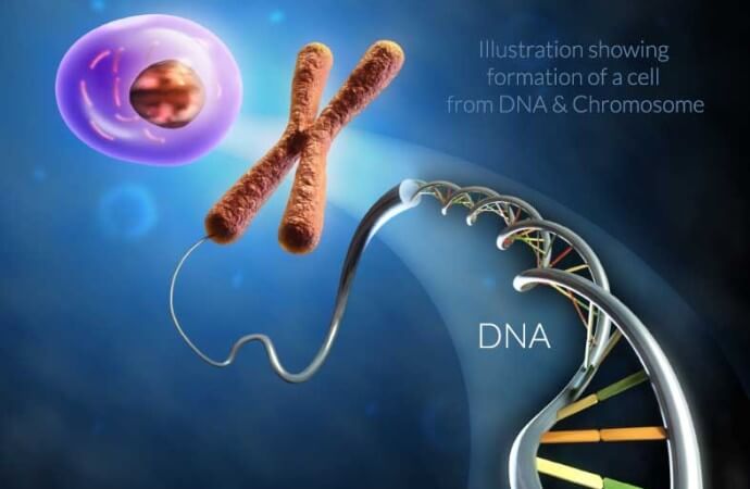 What is DNA?