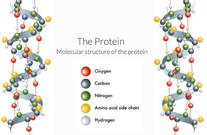 What is protein?