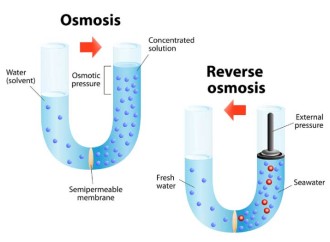 What is osmosis?