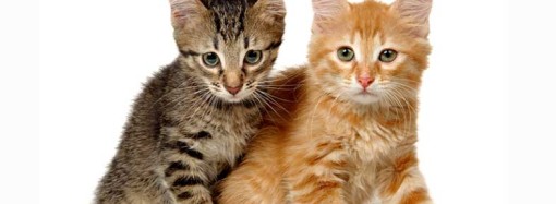 How long do cats,dogs, elphants and other animals live?