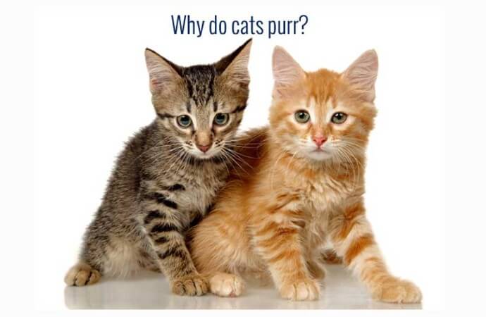 Why do cats purr ?