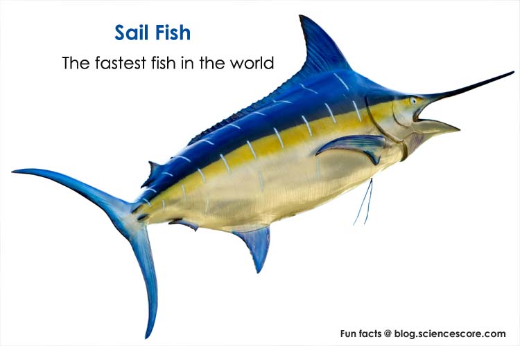 Sail-fish